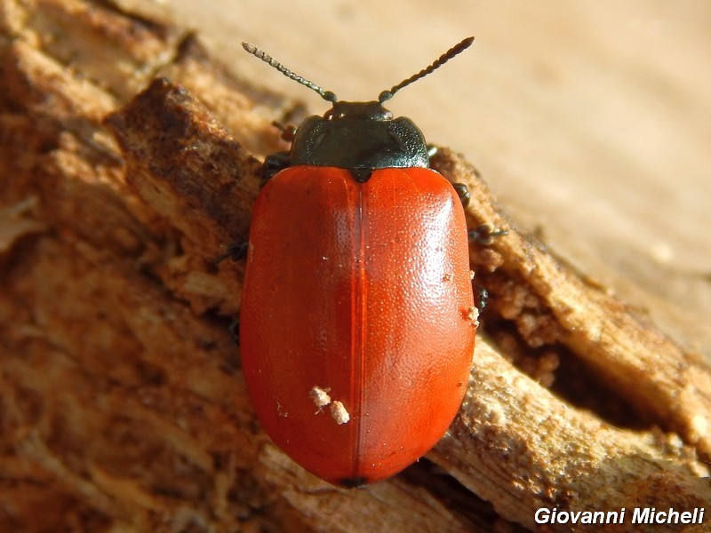 Serie di Chrysomelidae del Parco del Ticino